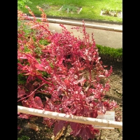 Arroche rouge - Atriplex hortensis (fam Chenopodiacees) (1)